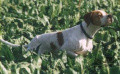 Pedigree JOHNSON DU BOIS DES PERCHES Pedigree JOHNSON DU BOIS DES PERCHES